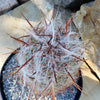 Old Man of the Mountain Cactus ‘Oreocereus trollii’