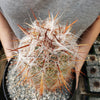 Old Man of the Mountain Cactus ‘Oreocereus trollii’