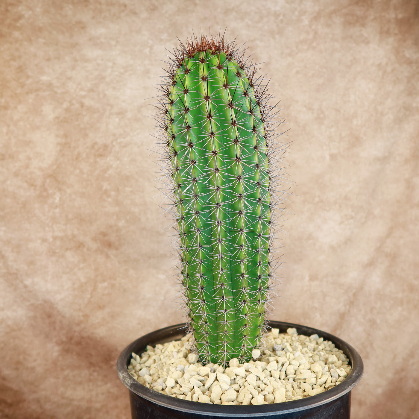 Organ Pipe Cactus ‘Stenocereus thurberi’