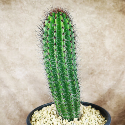 Organ Pipe Cactus ‘Stenocereus thurberi’