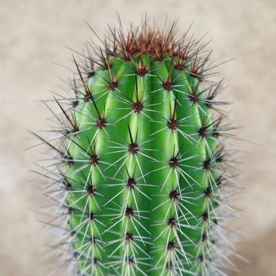 Organ Pipe Cactus ‘Stenocereus thurberi’