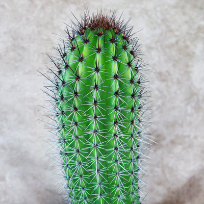 Organ Pipe Cactus ‘Stenocereus thurberi’