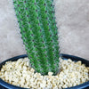 Organ Pipe Cactus ‘Stenocereus thurberi’