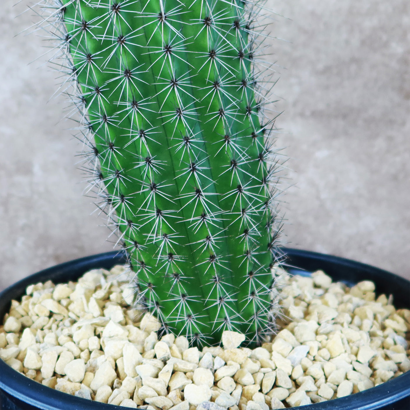 Organ Pipe Cactus ‘Stenocereus thurberi’