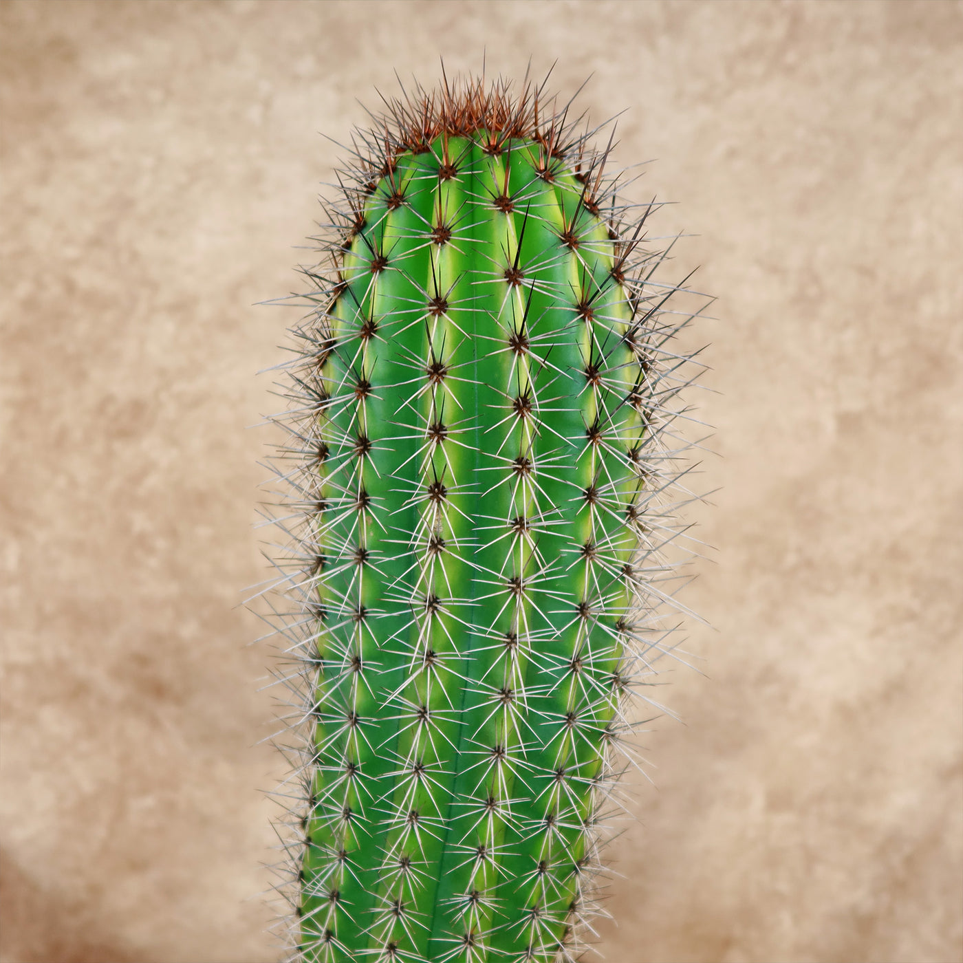 Organ Pipe Cactus ‘Stenocereus thurberi’