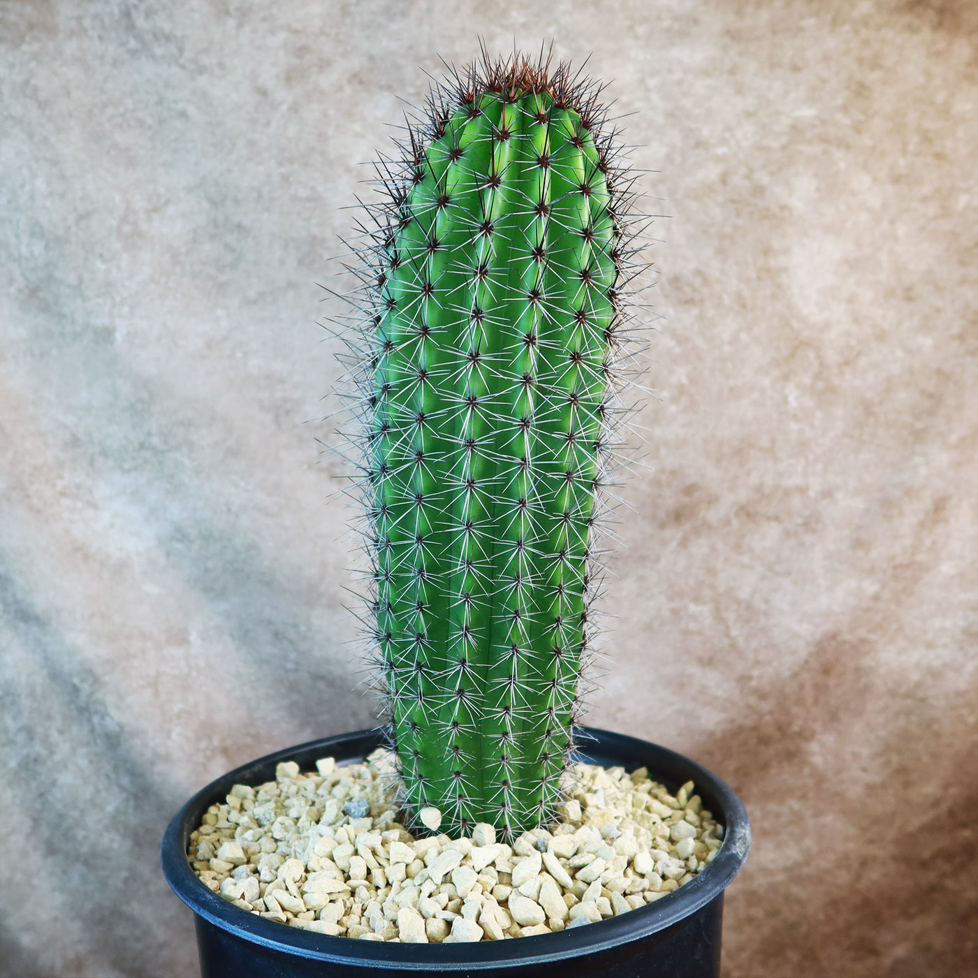 Organ Pipe Cactus ‘Stenocereus thurberi’