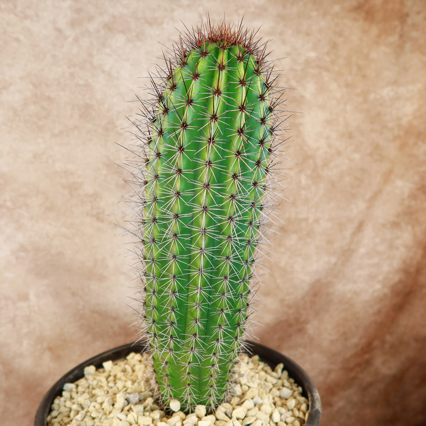 types of organ pipe cactus Organ Pipe Cactus ‘Stenocereus thurberi’