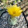 Ortegocactus macdougallii