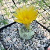 Ortegocactus macdougallii