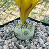 Ortegocactus macdougallii