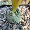 Ortegocactus macdougallii