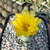 Ortegocactus macdougallii