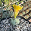 Ortegocactus macdougallii