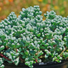 Pink Ice plant Succulent &