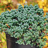 Pink Ice plant Succulent &