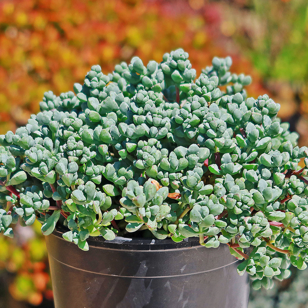 Pink Ice plant Succulent &