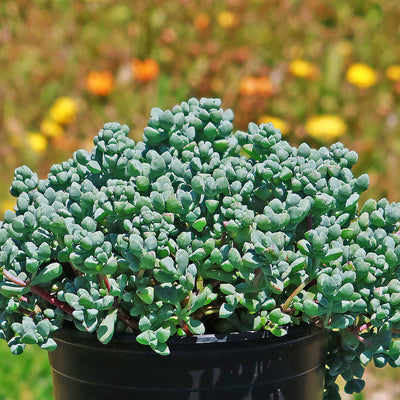 succulent blue ice plant Shop 'Pink Ice plant Succulent - Oscularia deltoides' Care and Growing Guide