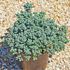 Pink Ice plant Succulent &