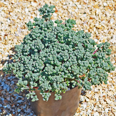 oscularia succulent Pink Ice plant Succulent 'Oscularia deltoides' 3 Gal