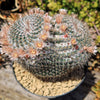 Owl Eye Cactus &