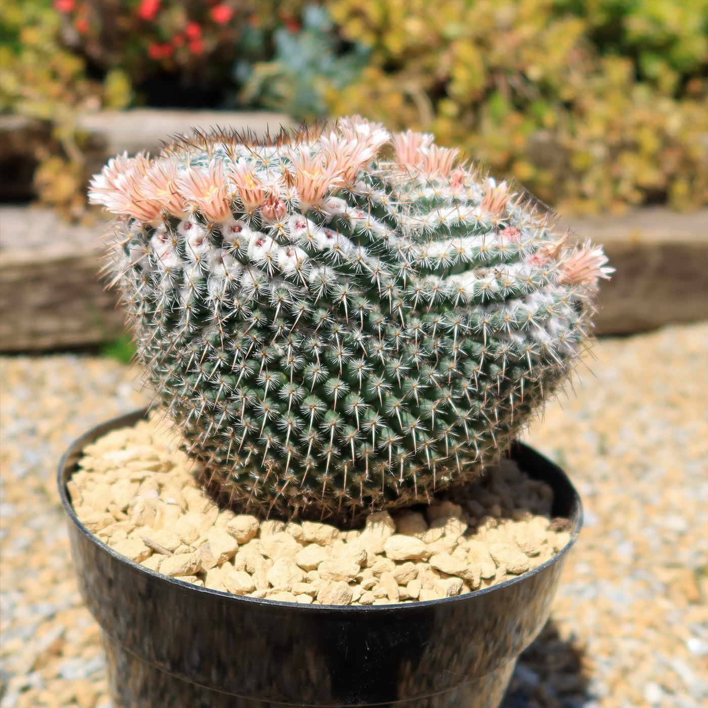 succulent that looks like eyes Owl Eye Cactus 'Mammillaria Parkinsonii'