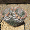 Owl Eye Cactus &