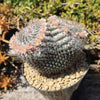 Owl Eye Cactus &