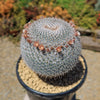 Owl Eye Cactus &