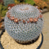 Owl Eye Cactus &