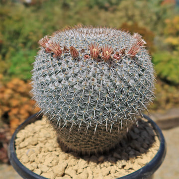Owl Eye Cactus 'Mammillaria Parkinsonii' - Order Online at Planet Desert