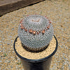 Owl Eye Cactus &