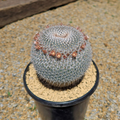owl eye succulent Owl Eye Cactus 'Mammillaria Parkinsonii'