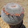 Owl Eye Cactus &