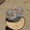 Owl Eye Cactus &