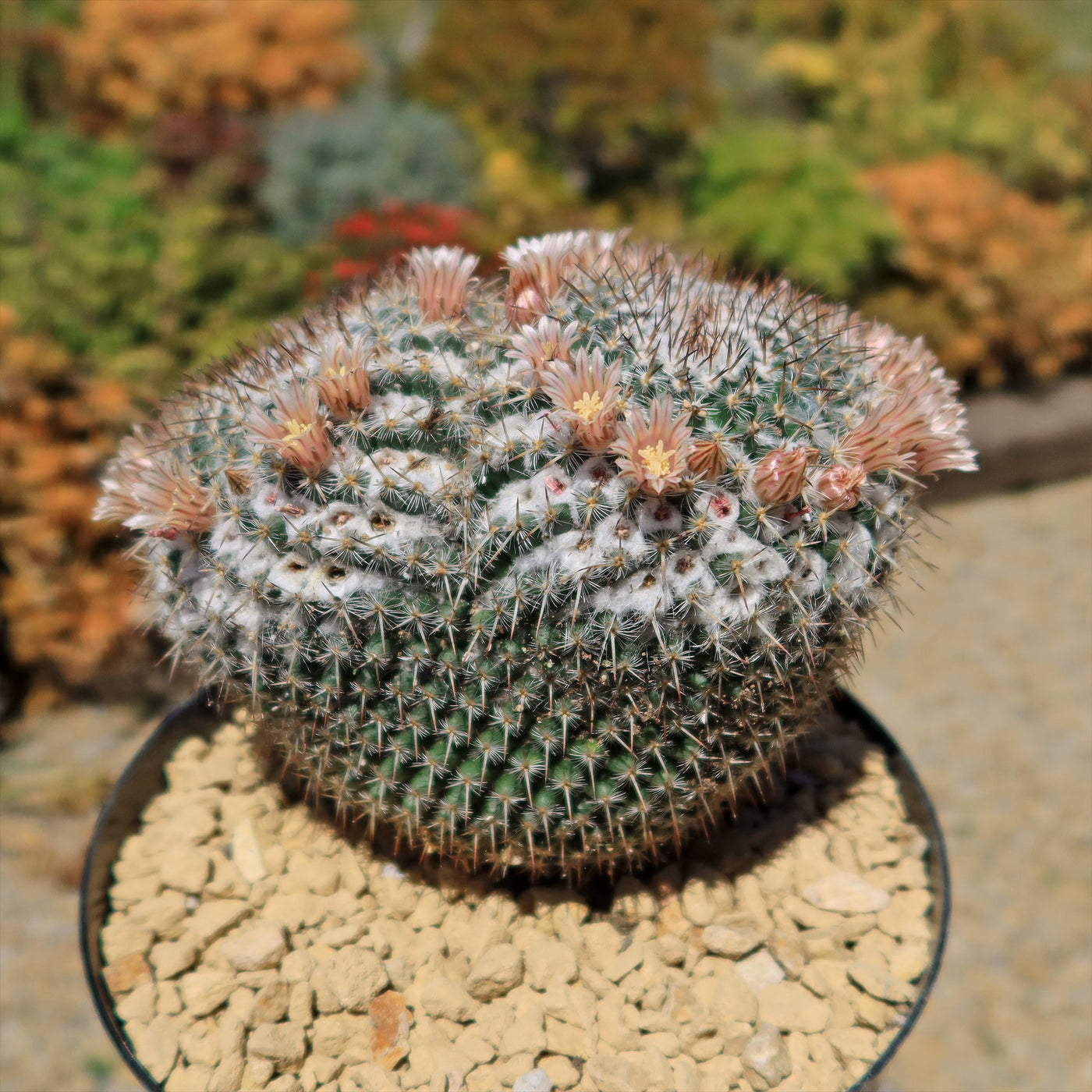 owl eye succulent Owl Eye Cactus 'Mammillaria Parkinsonii'
