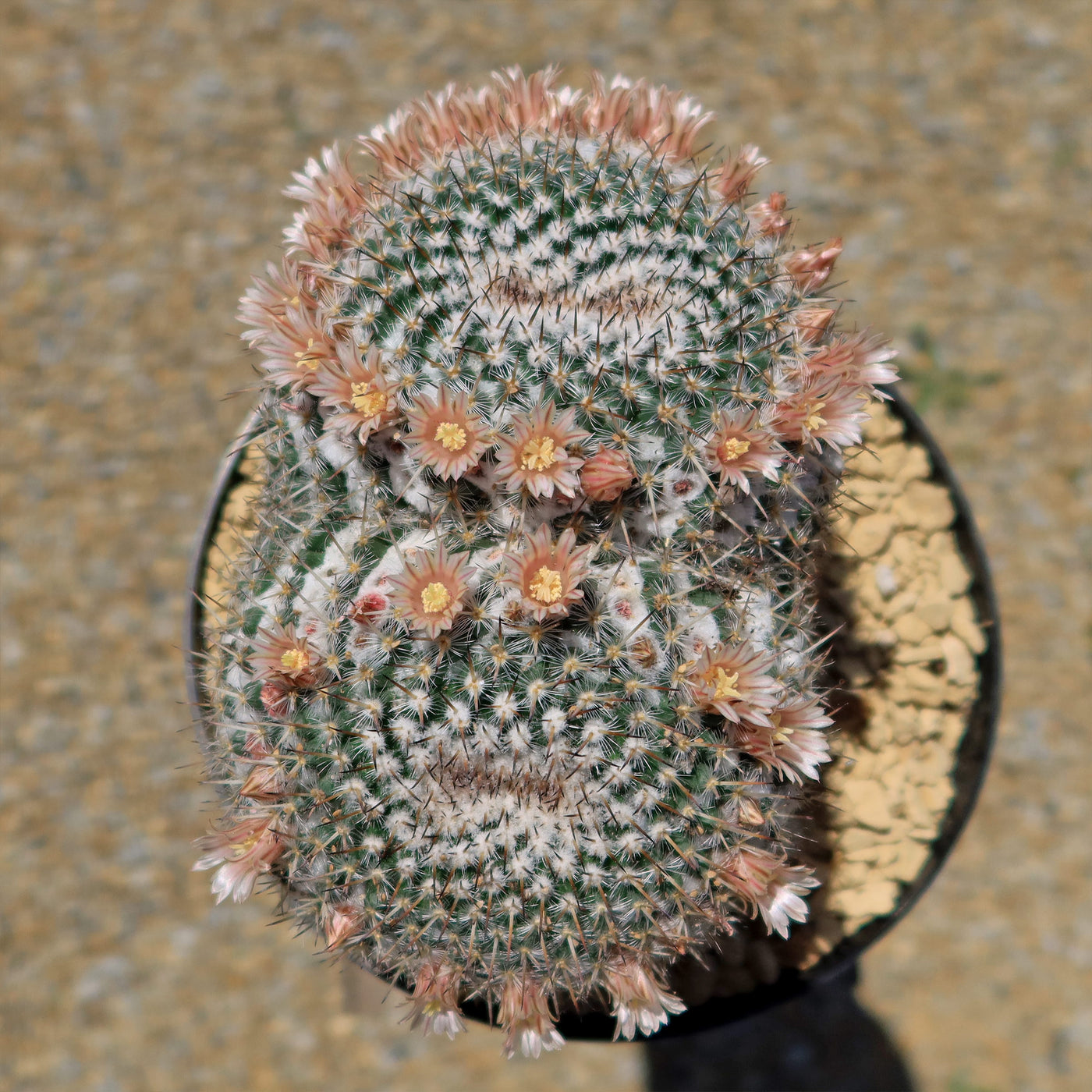 eye succulent Owl Eye Cactus 'Mammillaria Parkinsonii'