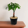 Money Tree Plants ‘Pachira aquatica’