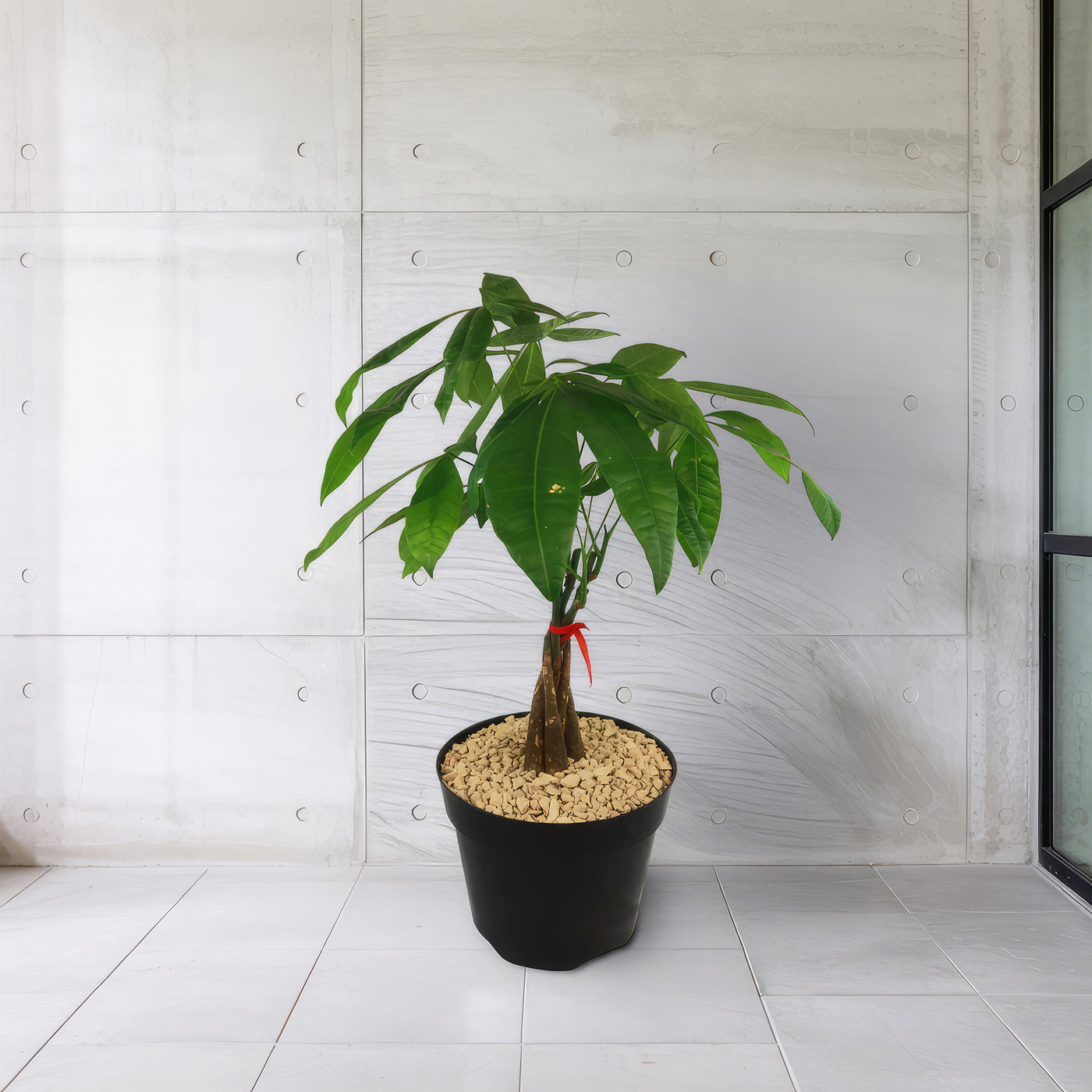 potted money tree plant Money Tree Plants ‘Pachira aquatica’ 8" Pot / Self Watering / With Pot