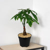 Money Tree Plants ‘Pachira aquatica’
