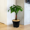 Money Tree Plants ‘Pachira aquatica’