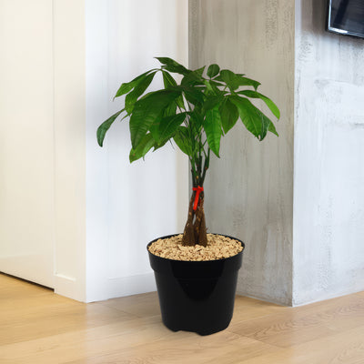 Money Tree Plants ‘Pachira aquatica’