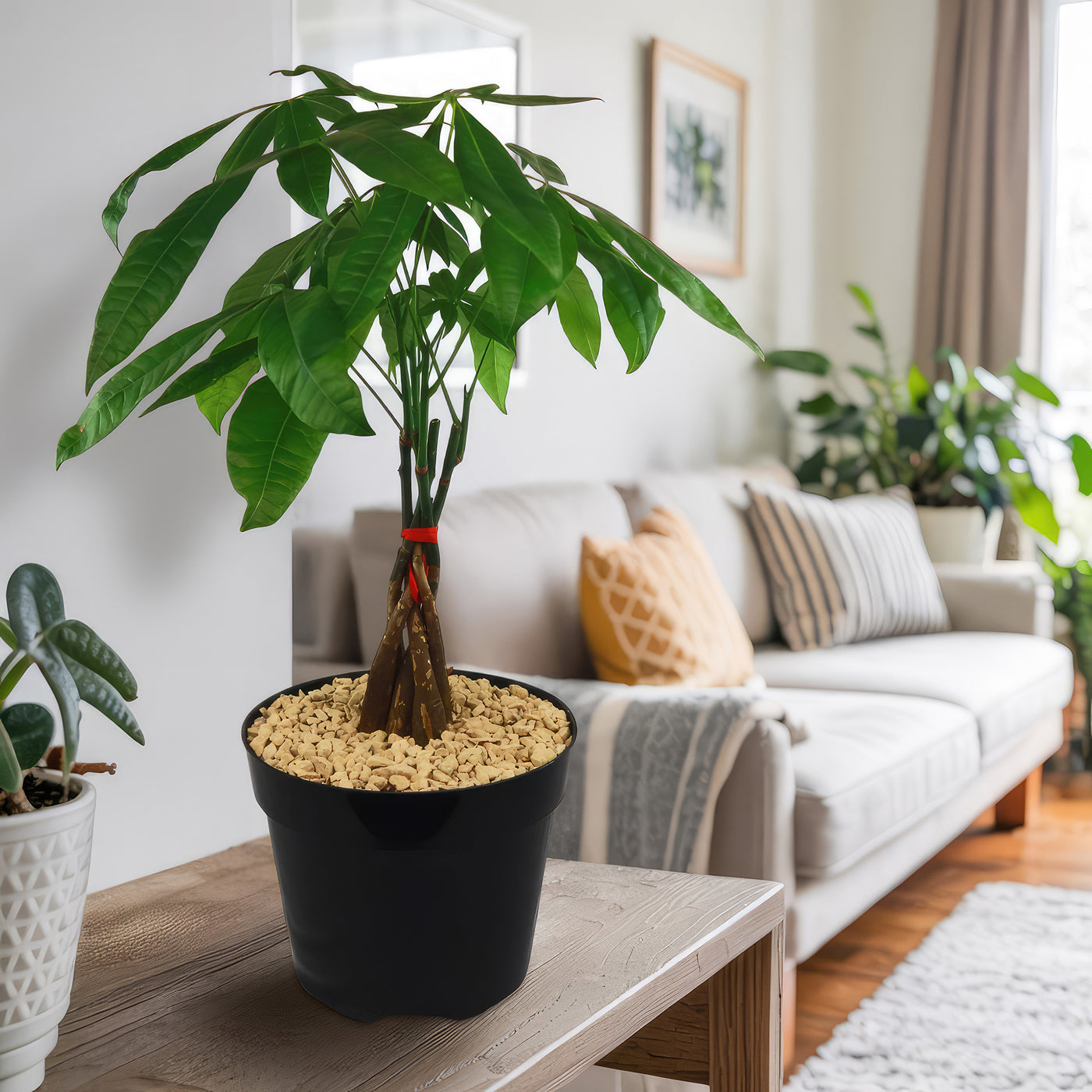 Money Tree Plants ‘Pachira aquatica’