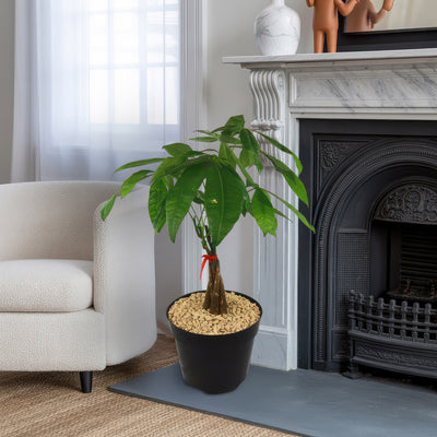house plants with palmate leaves Money Tree Plants ‘Pachira aquatica’ 8" Pot / Self Watering / With Pot