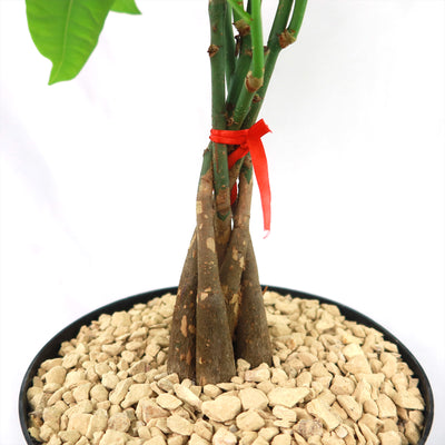 Money Tree Plants ‘Pachira aquatica’