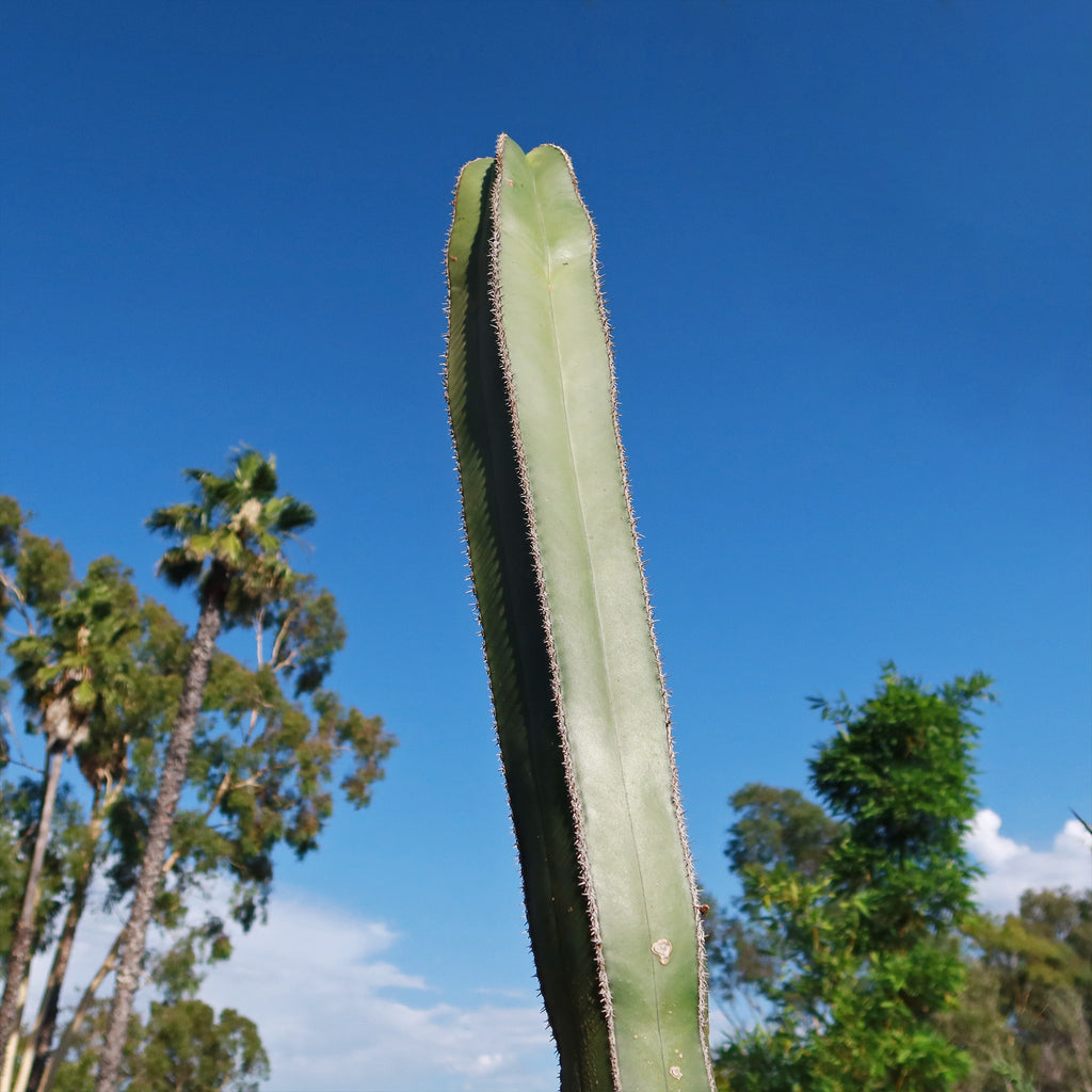 Mexican Fence Post Cactus &
