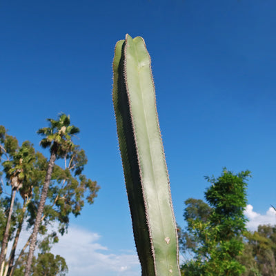 Mexican Fence Post Cactus 'Pachycereus marginatus'