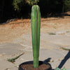 Mexican Fence Post Cactus &