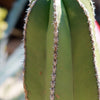 Mexican Fence Post Cactus &