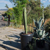 Mexican Fence Post Cactus &