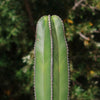 Mexican Fence Post Cactus &